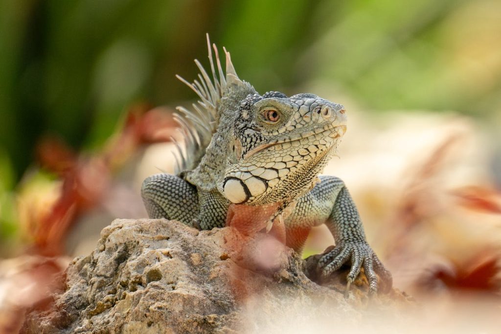 close-up-of-a-green-iguana-on-a-rock-in-curacao-32264130